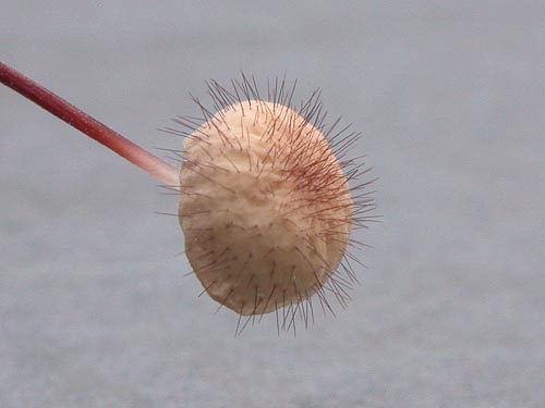 Marasmius hudsonii